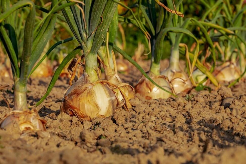 najwięksi producenci nawozów w polsce